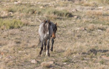 Baharda Utah çölünde vahşi atlar