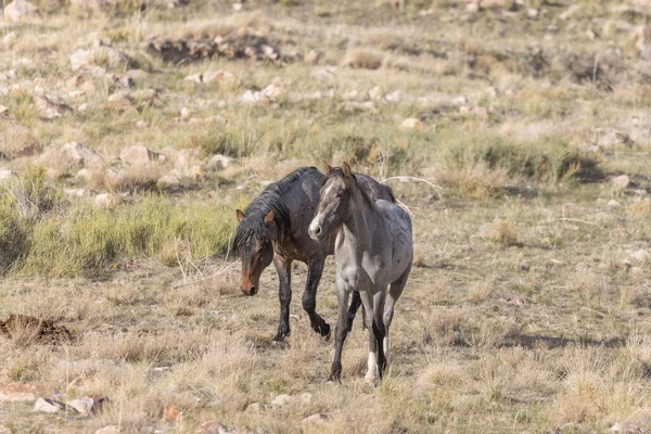 Caballos Salvajes Desierto Utah Primavera —  Fotos de Stock