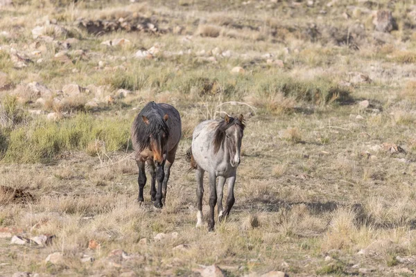 Baharda Utah çölünde vahşi atlar