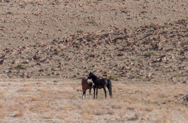 Utah çölünde vahşi bir kısrak ve tay.