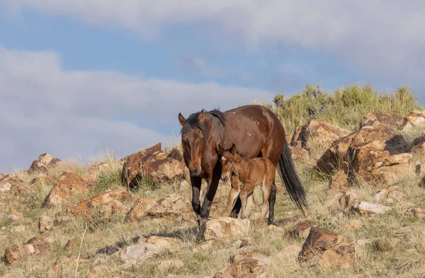 Wild Horse Mare Foal Utah Desert — Stock Photo, Image