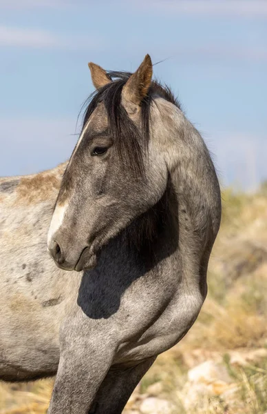 Hermoso Caballo Salvaje Semental Desierto Utah — Foto de Stock