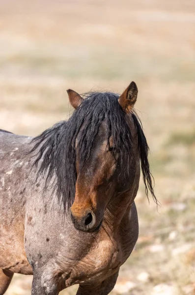 Beautiful Wild Horse Stallion Utah Desert — Stock Photo, Image