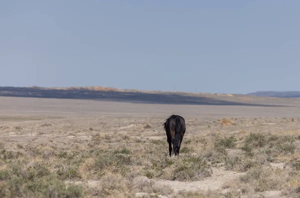 Krásný Divoký Kůň Hřebec Poušti Utah — Stock fotografie