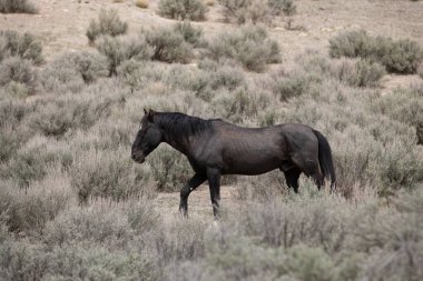 Utah çölünde vahşi bir at.