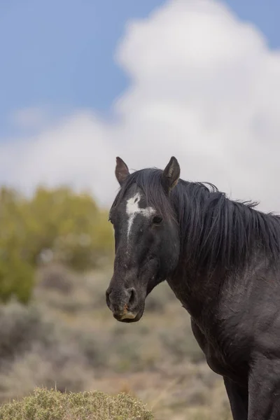 Wild Horse Stallion Utah Desert — Stock Photo, Image