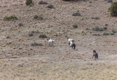 Utah çölünde vahşi bir at sürüsü.