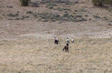 Utah çölünde vahşi bir at sürüsü.