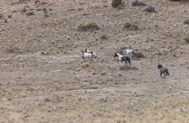 Utah çölünde vahşi bir at sürüsü.