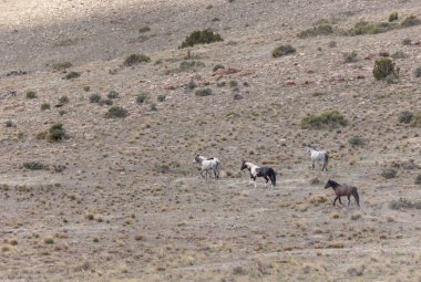 Utah çölünde vahşi bir at sürüsü.