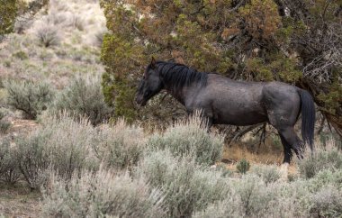 Utah çölünde vahşi bir at.