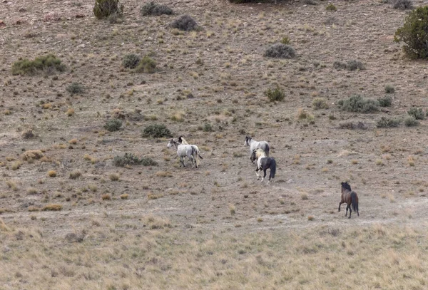 Utah çölünde vahşi bir at sürüsü.