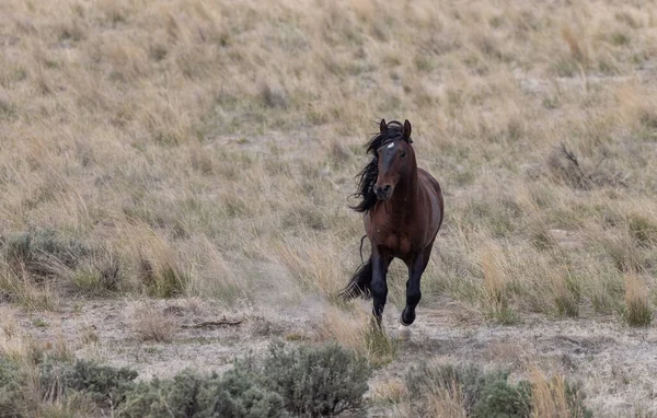 Wild Horse Stallion Utah Desert — Stock Photo, Image