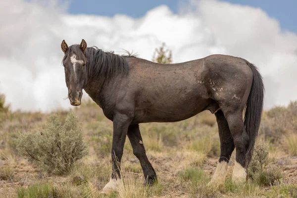 Cavalo Selvagem Deserto Utah Primavera — Fotografia de Stock