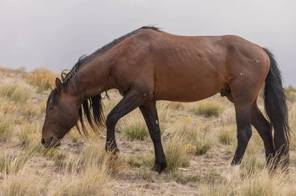 Cavalo Selvagem Deserto Utah Primavera — Fotografia de Stock