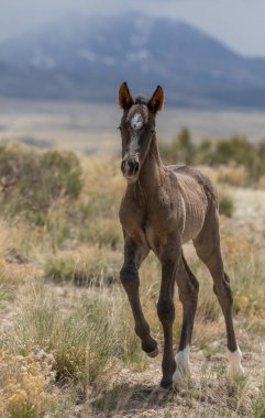 Utah çölünde şirin bir at yavrusu.