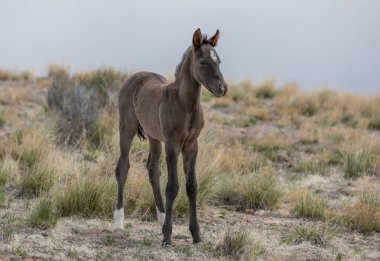 Utah çölünde şirin bir at yavrusu.