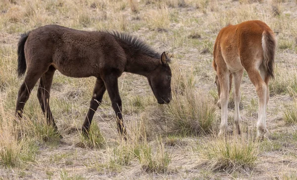 Egy Aranyos Vadló Csikó Utah Sivatagban — Stock Fotó