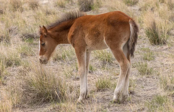 Lindo Potro Caballo Salvaje Desierto Utah —  Fotos de Stock