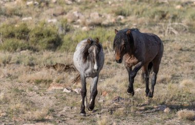 Utah çölünde ilkbaharda vahşi atlar