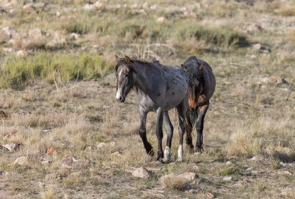 Chevaux Sauvages Printemps Dans Désert Utah — Photo