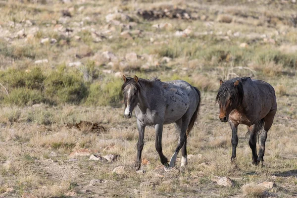 Cavalli Selvatici Primavera Nel Deserto Dello Utah — Foto Stock