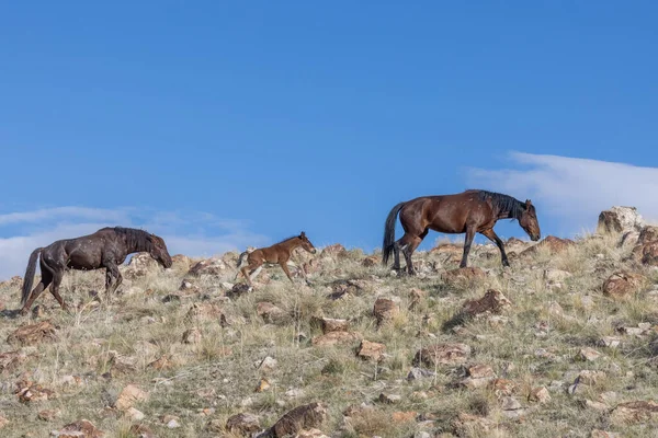 Wild Horses Spring Utah Desert — Stock Photo, Image