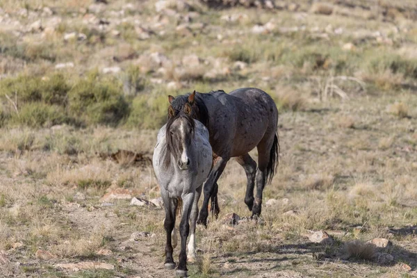 Utah çölünde ilkbaharda vahşi atlar