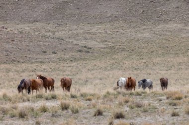 Utah çölünde ilkbaharda vahşi atlar