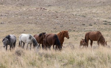Utah çölünde ilkbaharda vahşi atlar