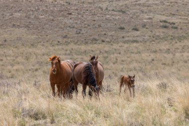 Utah çölünde ilkbaharda vahşi atlar