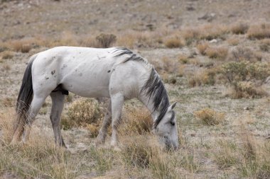 Utah çölünde güzel vahşi bir at.