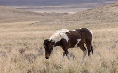 Baharda Utah çölünde vahşi bir at.