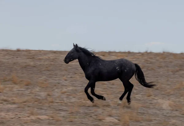 Divoký Kůň Jaře Poušti Utah — Stock fotografie