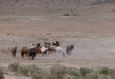 Baharda Utah çölünde vahşi at sürüsü.