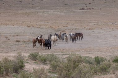 Baharda Utah çölünde vahşi at sürüsü.