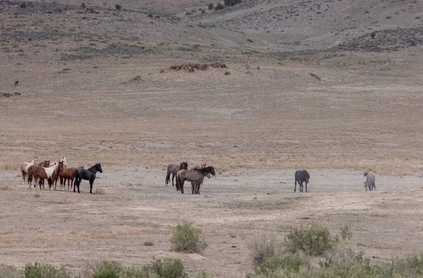 Baharda Utah Çölünde Vahşi Sürüsü — Stok fotoğraf