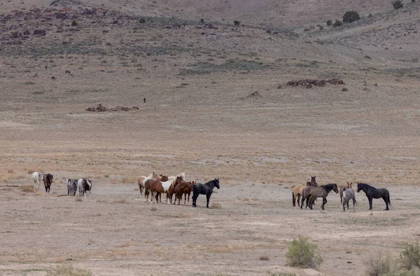 Herd Wild Horses Utah Desert Spring — Stock Photo, Image