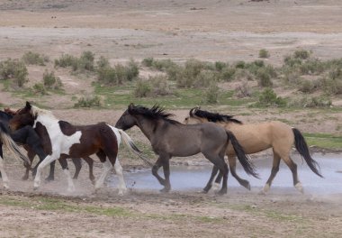 Utah çölünde tozu dumana katan vahşi atlar