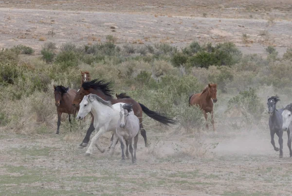 Wild Horses Kicking Dust Utah Desert — Stock Photo, Image