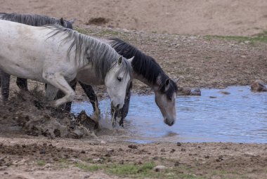Utah 'ta bir çölde vahşi atlar.