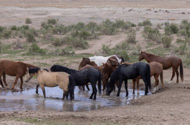 Utah 'ta bir çölde vahşi atlar.