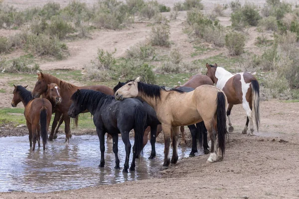 Vadlovak Egy Sivatagi Víznyelőben Utah Ban — Stock Fotó