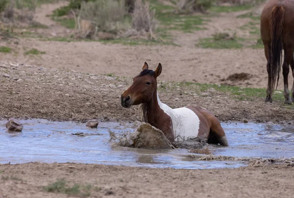 Cavalos Selvagens Buraco Água Deserto Utah — Fotografia de Stock