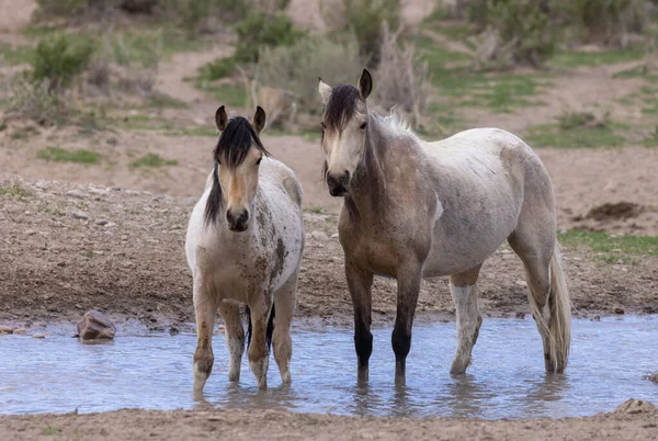 Divoké Koně Poušti Utahu — Stock fotografie