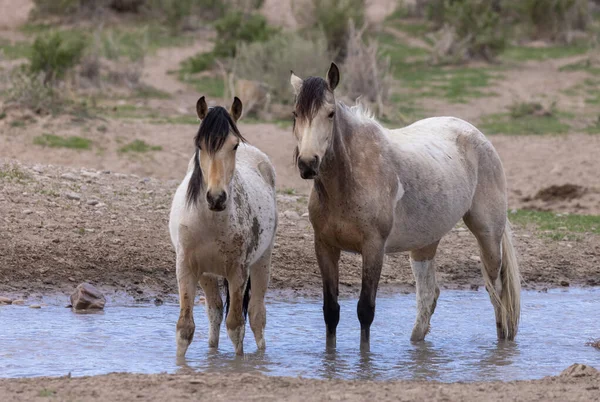 Kuda Liar Gurun Waterhole Utah — Stok Foto