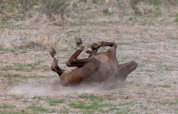 Ein Wildes Pferd Der Wüste Von Utah — Stockfoto