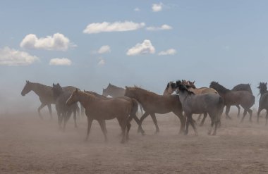 Utah çölünde vahşi bir at sürüsü.