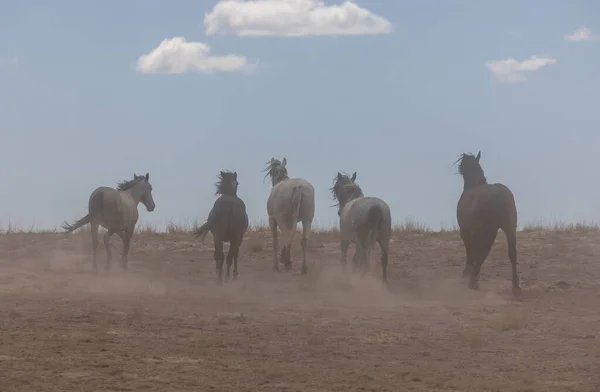 ユタ砂漠で野生の馬の群れが — ストック写真