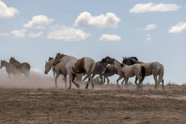 Stádo Divokých Koní Poušti Utah — Stock fotografie